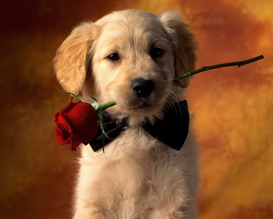 البترول مارجريت ميتشل ليل  أجمل صور كلاب 2020 HD بطاقات وخلفيات وصور أحلى الكلاب في العالم - موقع  المصطبة