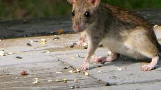 أنواع الفئران