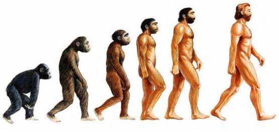 ما هي نظرية التطور؟