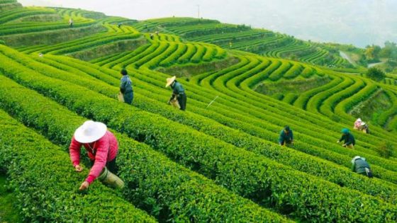 أكثر الدول إنتاجا للشاي