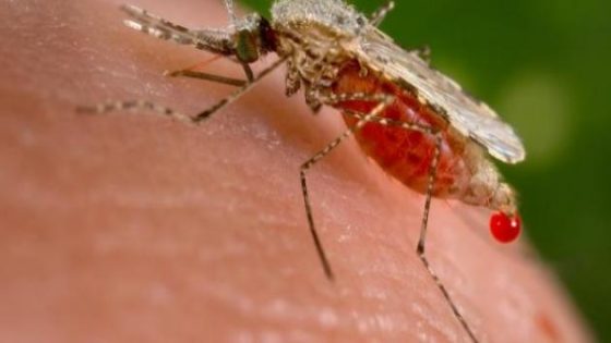 الملاريا وأعراضها وعلاجاتها