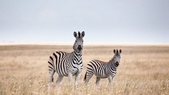 أبرز الحيوانات الأفريقية