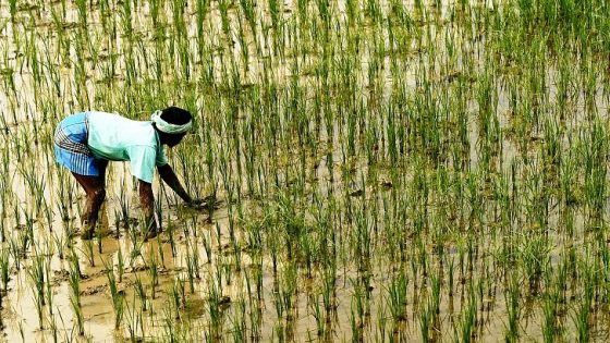 أكثر الدول إنتاجا للأرز