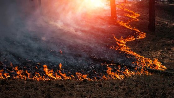 أهم أسباب حرائق الغابات