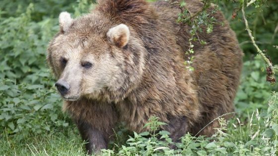 أهم المعلومات عن الدب الأوراسي