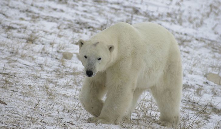 أهم المعلومات عن الدب القطبي موقع المصطبة