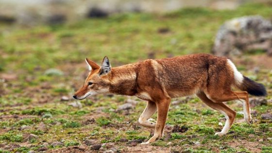 أهم المعلومات عن الذئب الأثيوبي