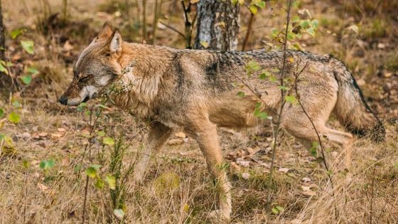 أهم المعلومات عن الذئب الأوراسي