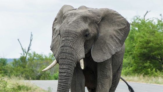 أهم المعلومات عن الفيل الأفريقي