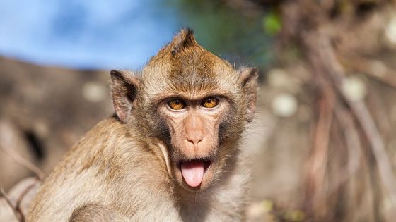 أهم المعلومات عن القرد الرايزيسي