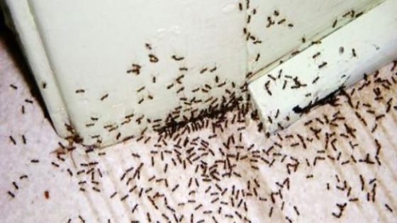 التخلص من النمل الموجود في المنزل