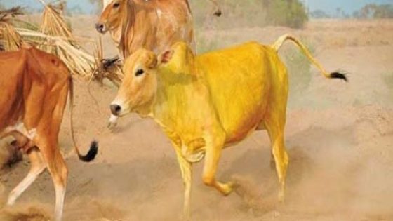 قصة البقرة الصفراء