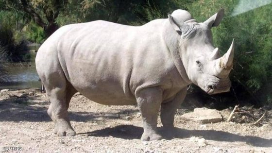 وحيد القرن في المنام